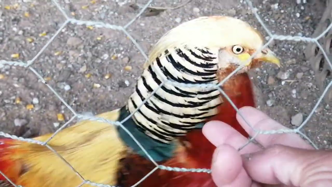 PAVÃO BRANCO Á VENDA E OUTROS 
