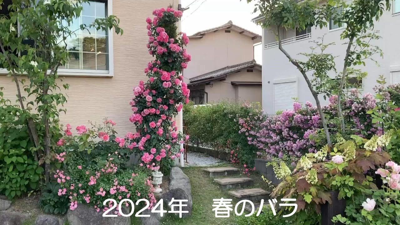 春のバラ【2024年5月】