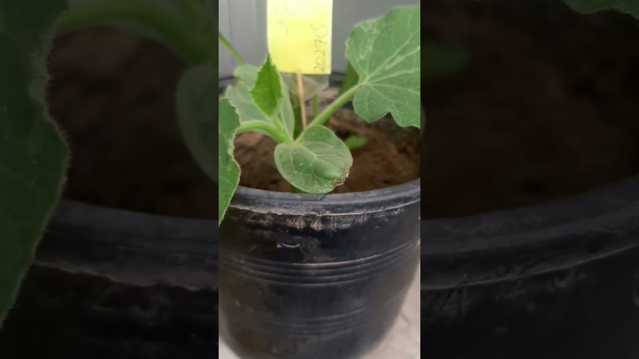 1 month result of Gourd seed germination.. 🌱