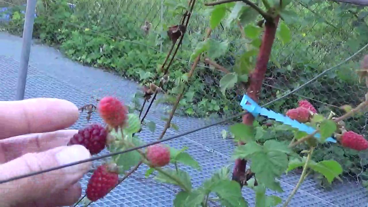Taybeere Teil 4