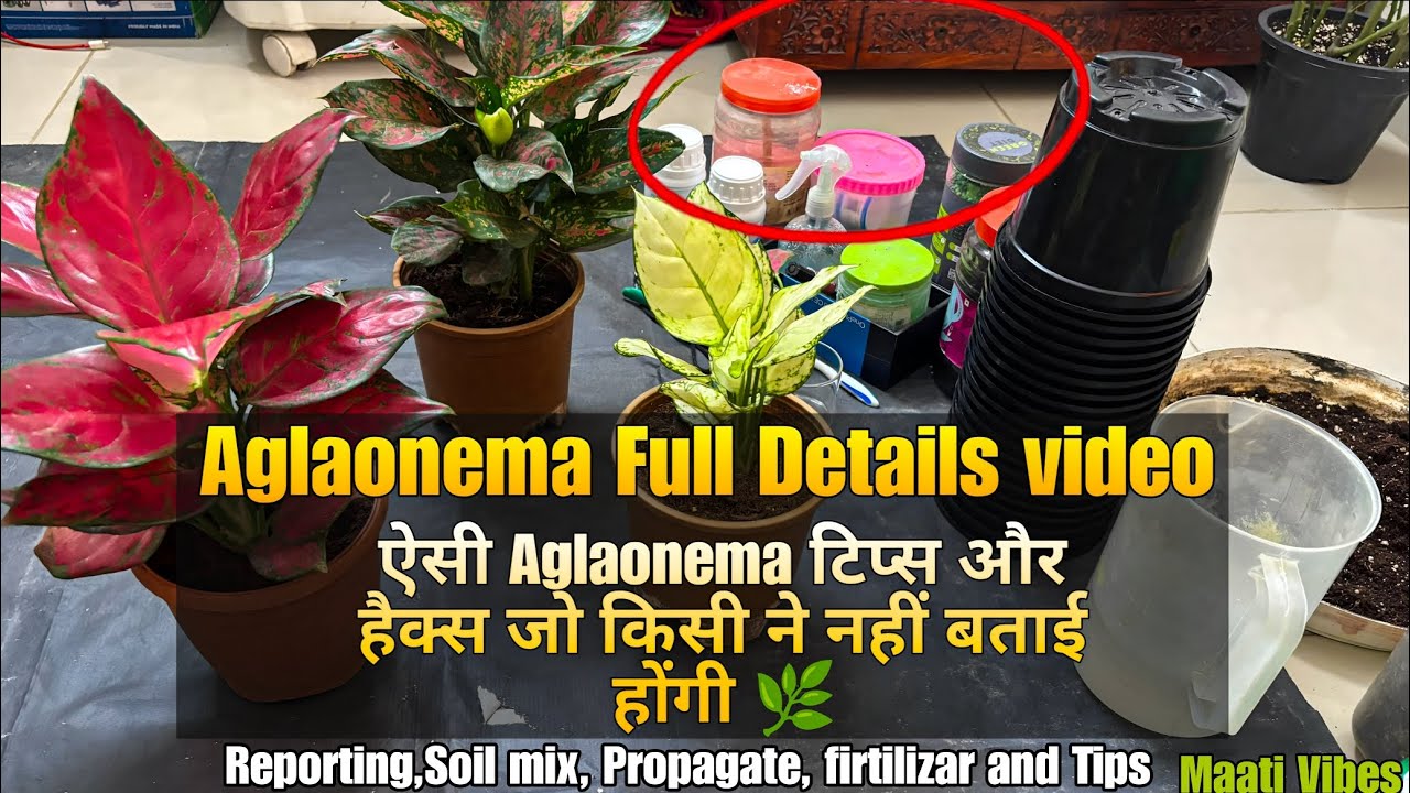🌿 Aglaonema Full Care Guide | Repotting, Propagation, Fertilizer & Secret Tips | Maati Vibes