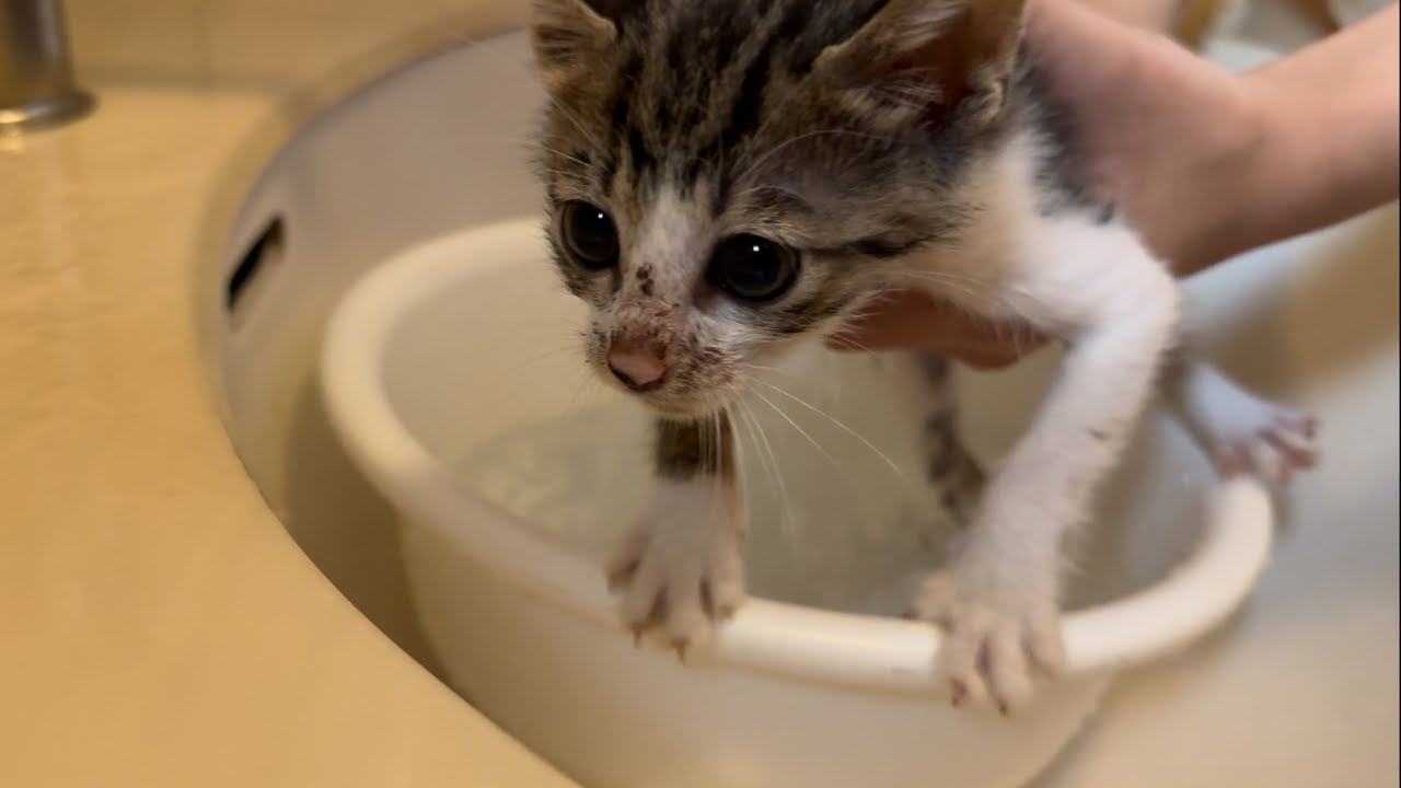 【保護猫】保護して1週間の子猫をお風呂に入れたら…