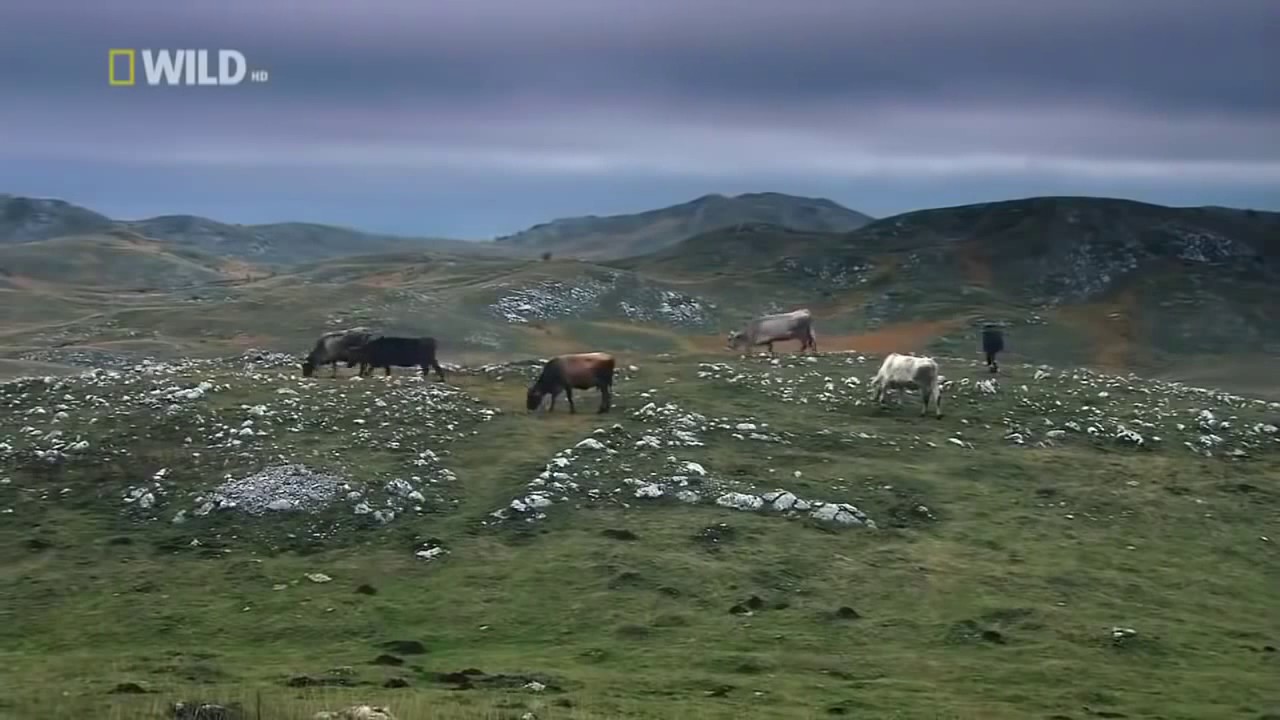 Documentary film about animals of 2017 hd