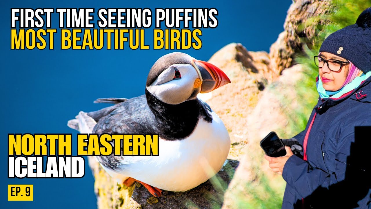 Puffins at Borgarfjörður Iceland, Hidden Waterfall, Epic Campsite & Arctic Sunset Ep. 9