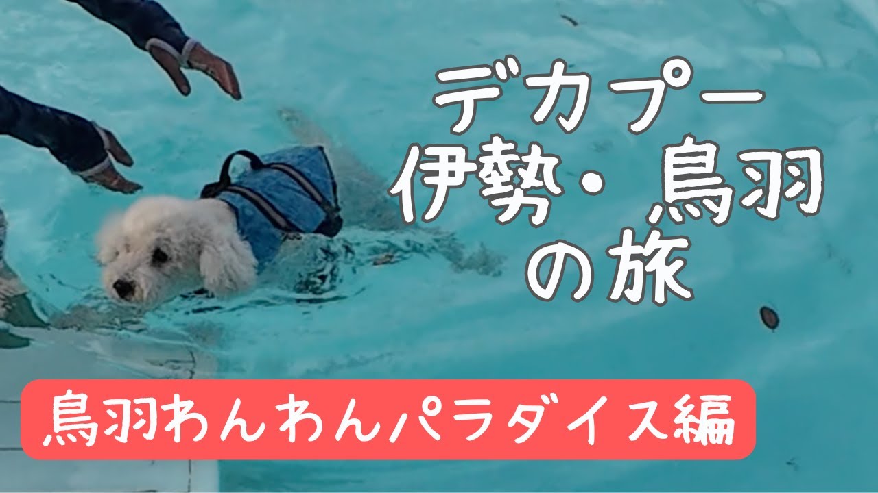 トイプードルと伊勢・鳥羽の旅【鳥羽わんわんパラダイスホテル編】デカプー初めてのプールでドキドキ