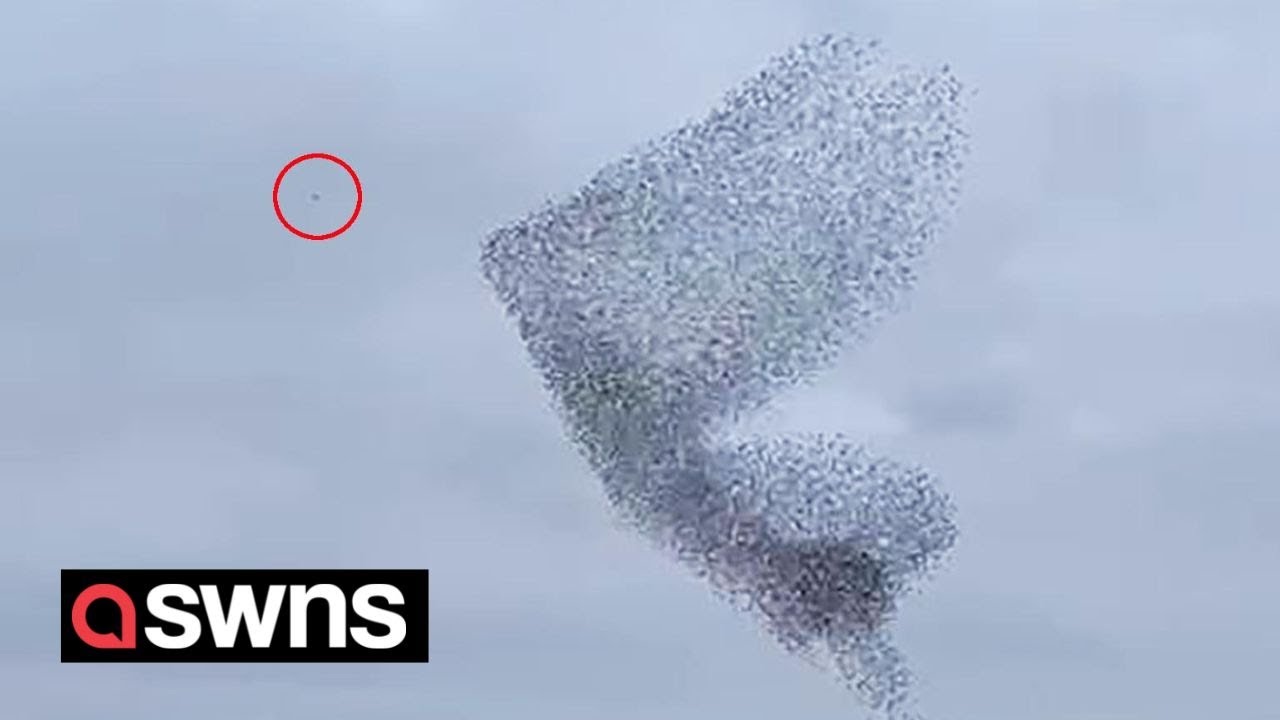 100,000 starlings outwit two dive-bombing falcons in a stunning murmuration | SWNS