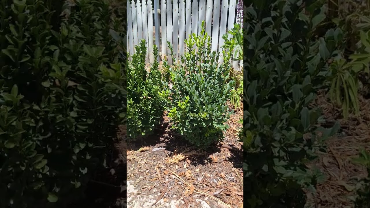 Pruning buxus pt 1