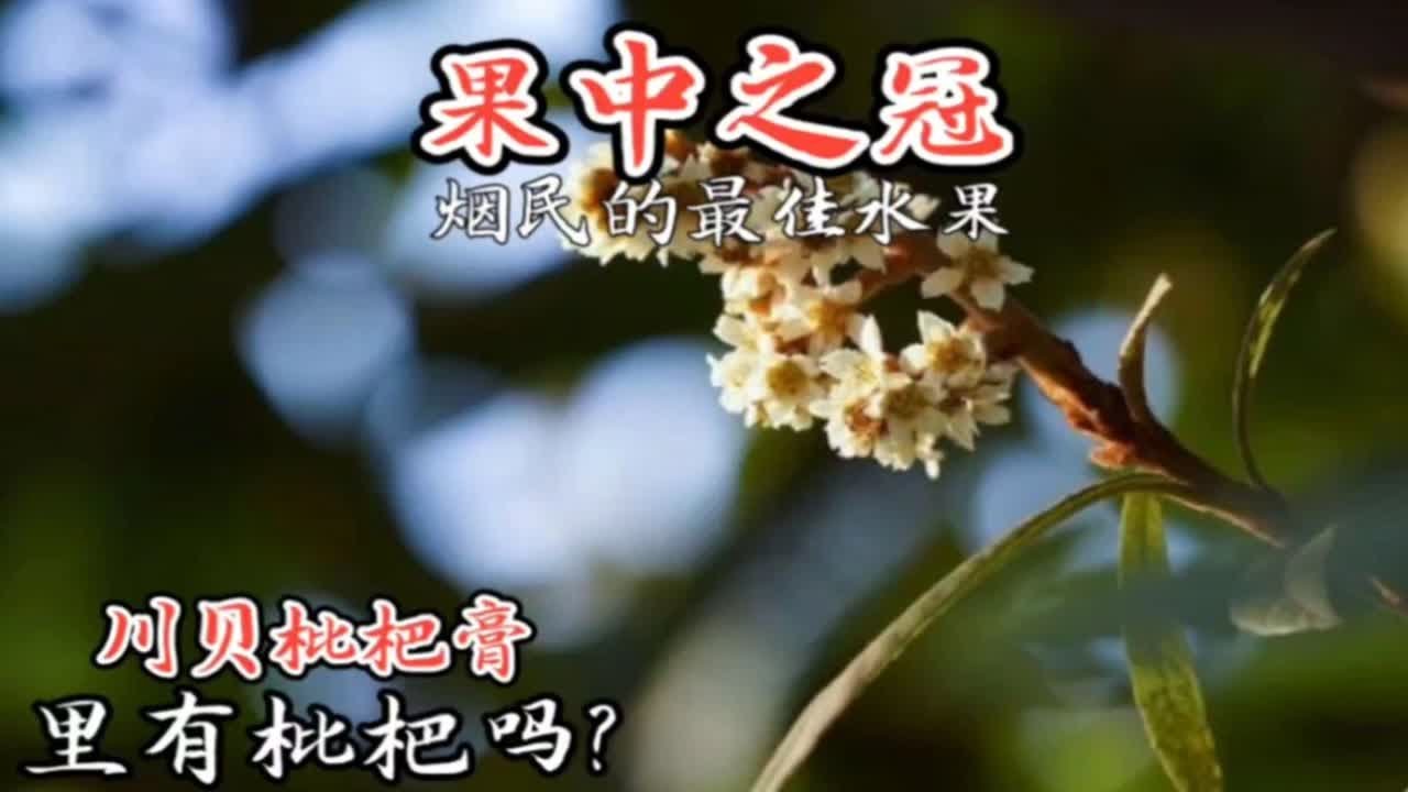 冬花夏实&mdash;&mdash;枇杷，叶是老慢支的福音，果是烟民的最佳水果，有&ldquo;果之冠&rdquo;之称