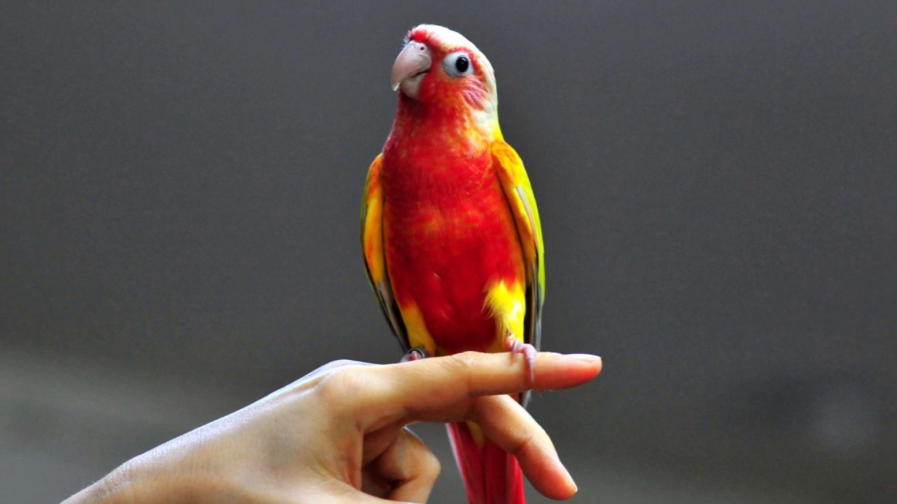 sun cheek conure free flight