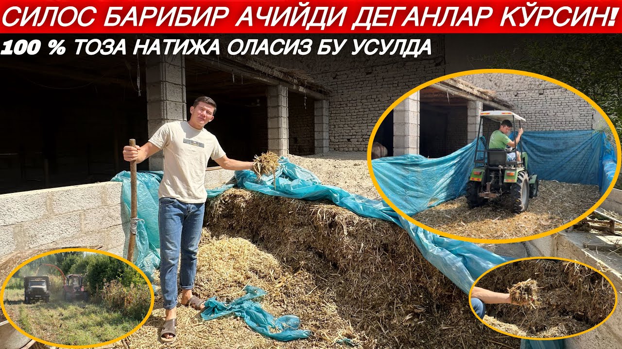 УЙДА МАНА ШУНДАЙ СИЛОС БОСИШ КЕРАК 100% ТОЗА ЧИҚАДИ