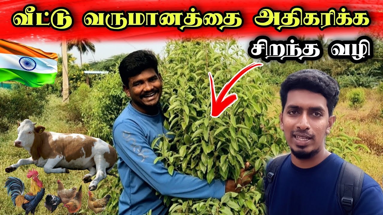பொருளாதார நெருக்கடிக்கு இது தான் தீர்வு 😍👌😊  @Vivasayaulagam பண்ணை 😊