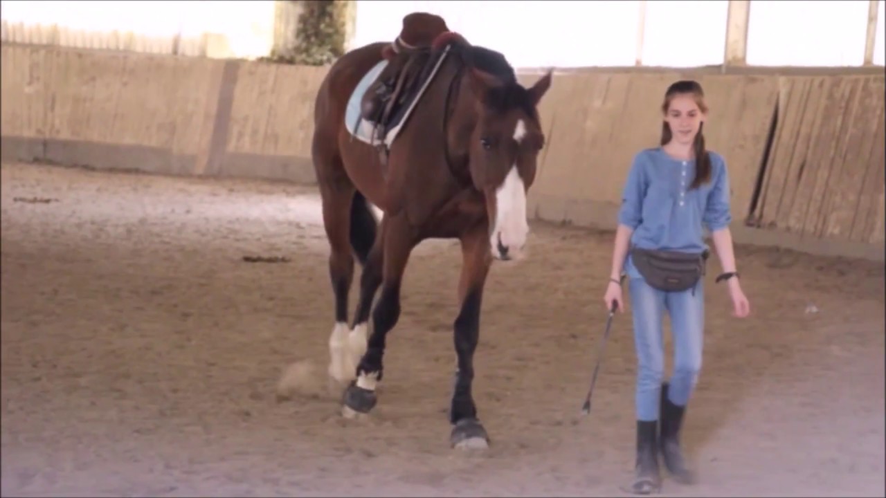 Diane Scerri : Thérapie par la PNL et par le cheval