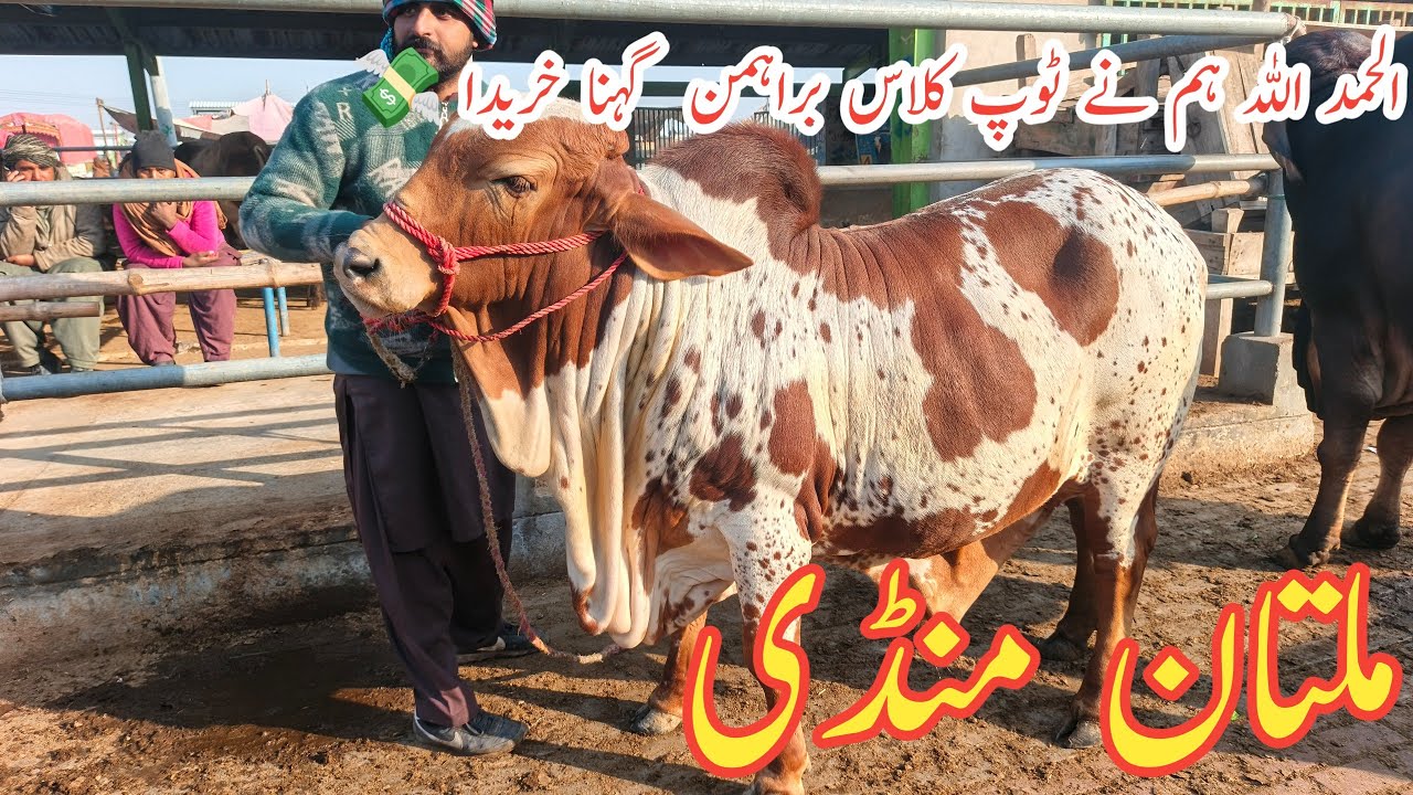 Allhamdulliha Buy Bhraman Gehna 🥰😍 || Multan Mandi Saturday ||@MultanAnimalLovers 
