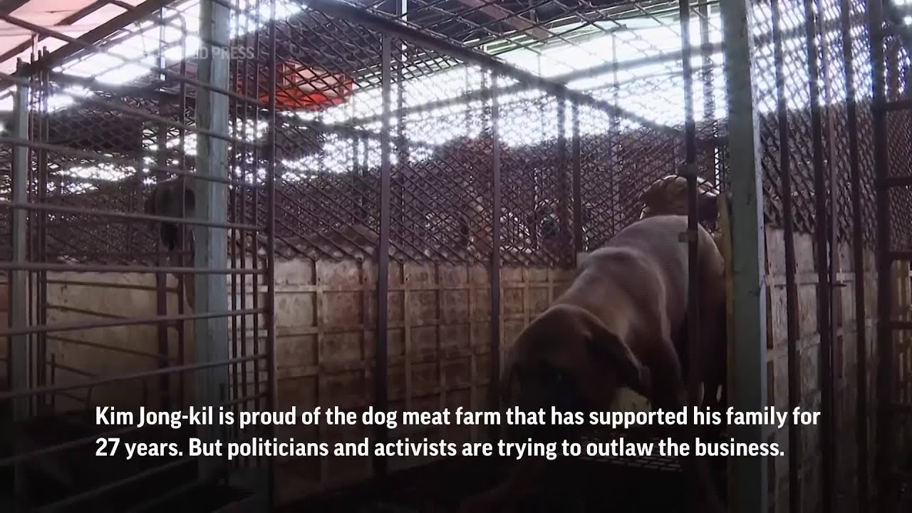 South Korean dog meat farmers push back against growing backlash