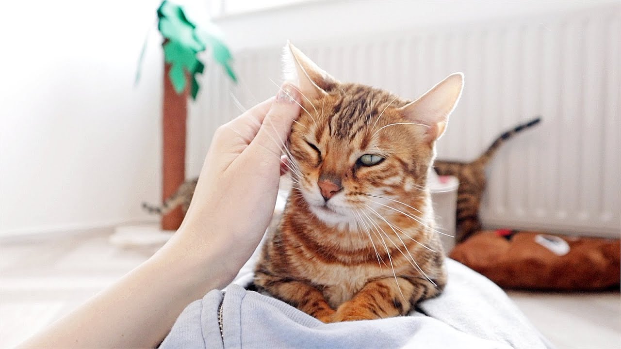 Adorable Cat Dreamcatcher is so affectionate and Meows for a Cuddle