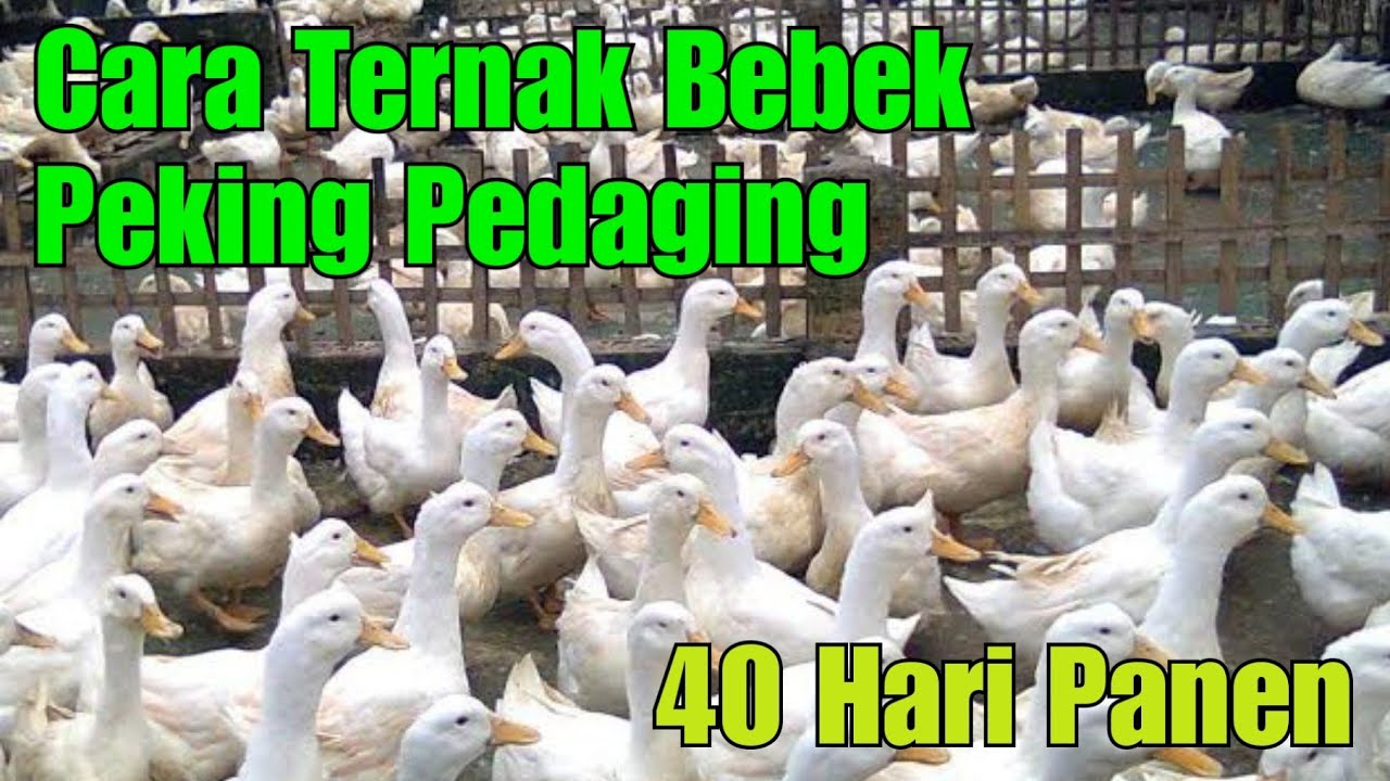 Cara ternak bebek peking pedaging 40 hari panen