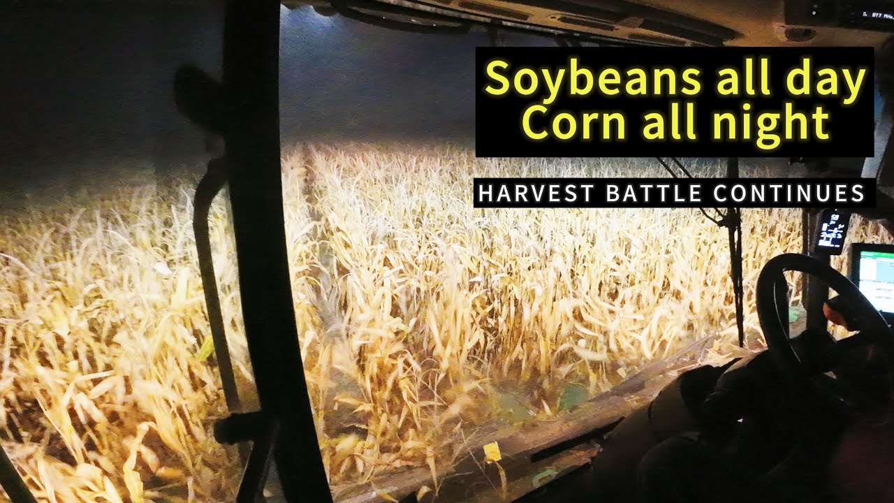 Завершение уборки сои | ПЕРВЫЙ НОЧНОЙ заезд по уборке кукурузы на S780! 🌽