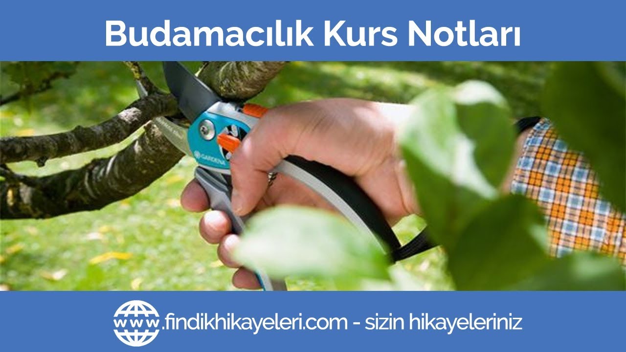 2- Budama Şekilleri (Şekil budanması)