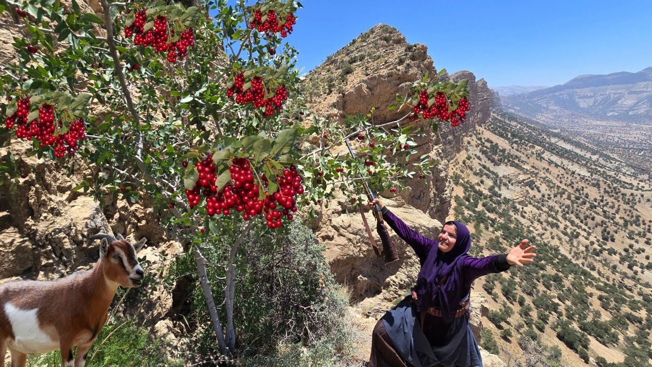 🏔️Emotional adventure: 🍒🌿 Red mountain fruits and the rescue of a lovely lamb 🐑💚