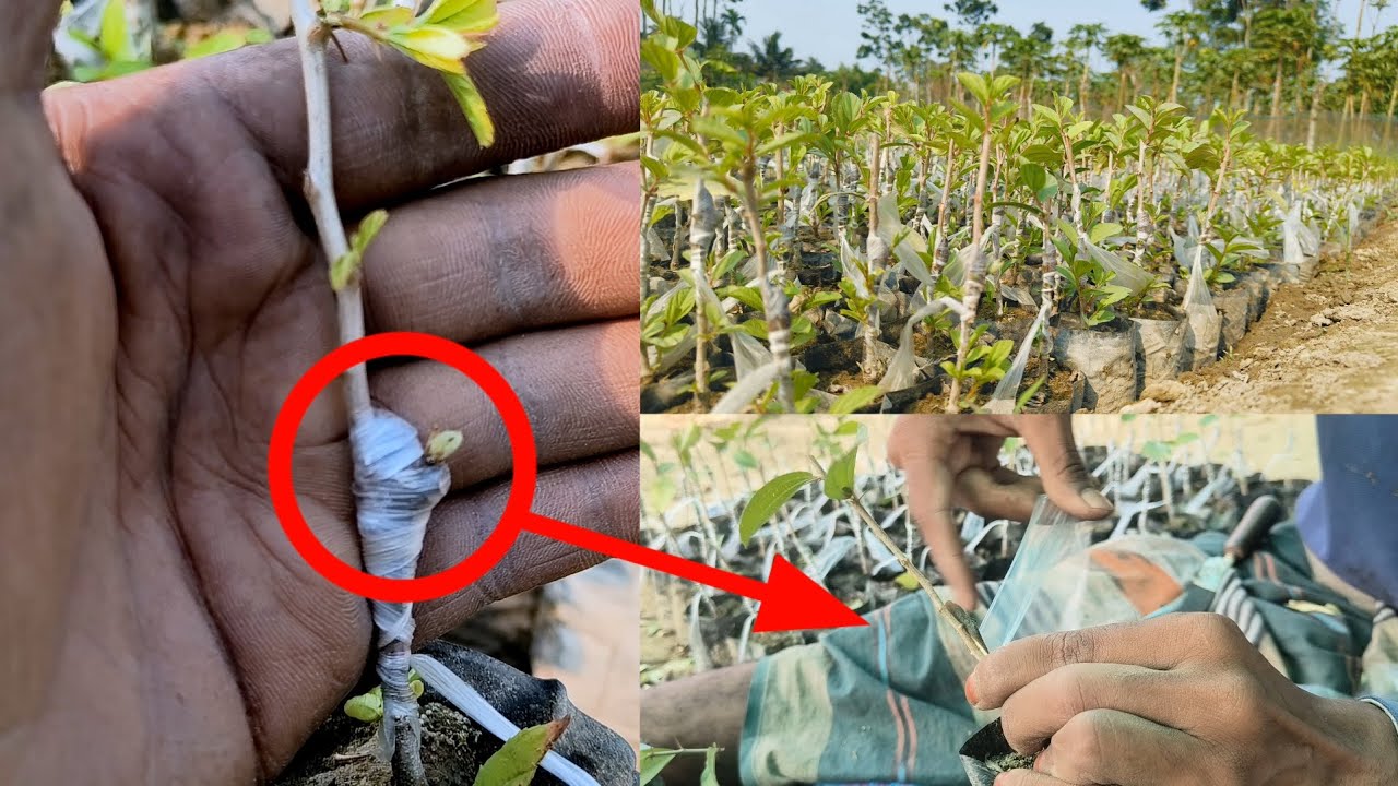 Ber apple grafted proseg /wholesale friut plant nursery / plant boking no 📱9382201308