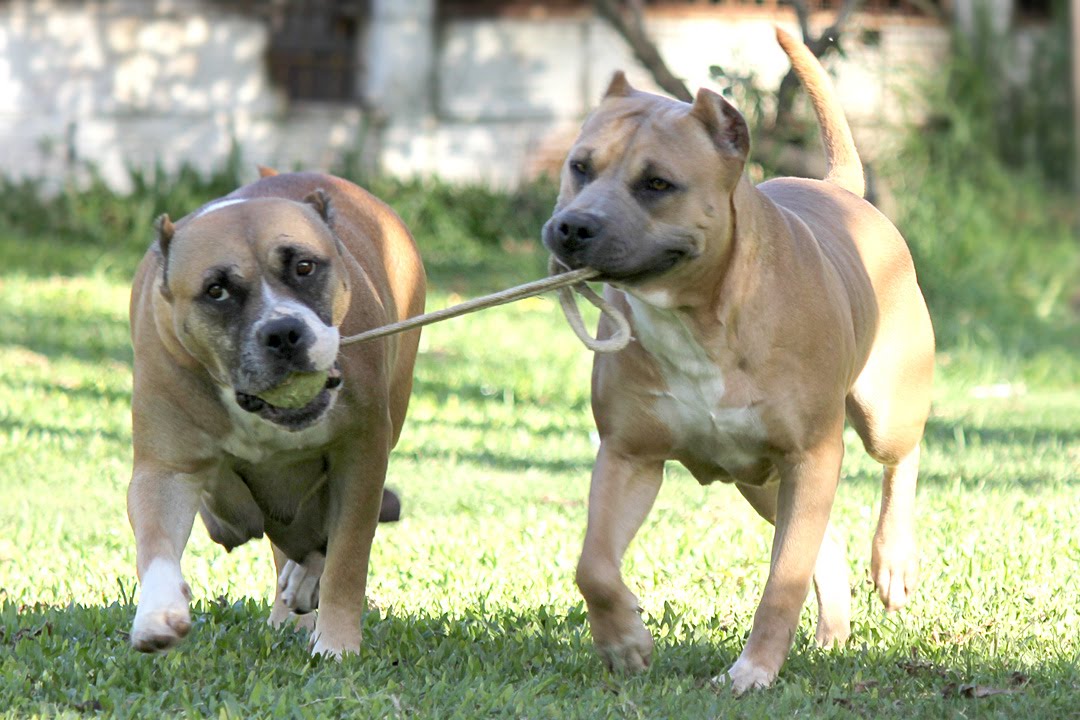 Poderosos Perros Bull