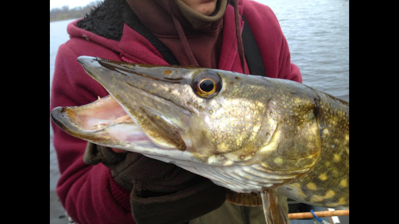 Pike Fishing With Deadbaits - Rigs, Tips & Tactics