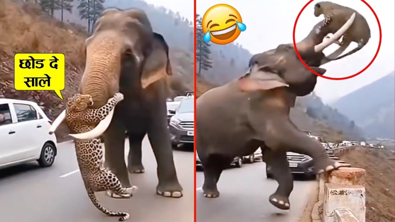 तेंदुए ने हाथी से पंगा लेकर अपनी ही ऐसी तैसी करावा ली 🤣😂ll Animal funniest moment recorded on cam.