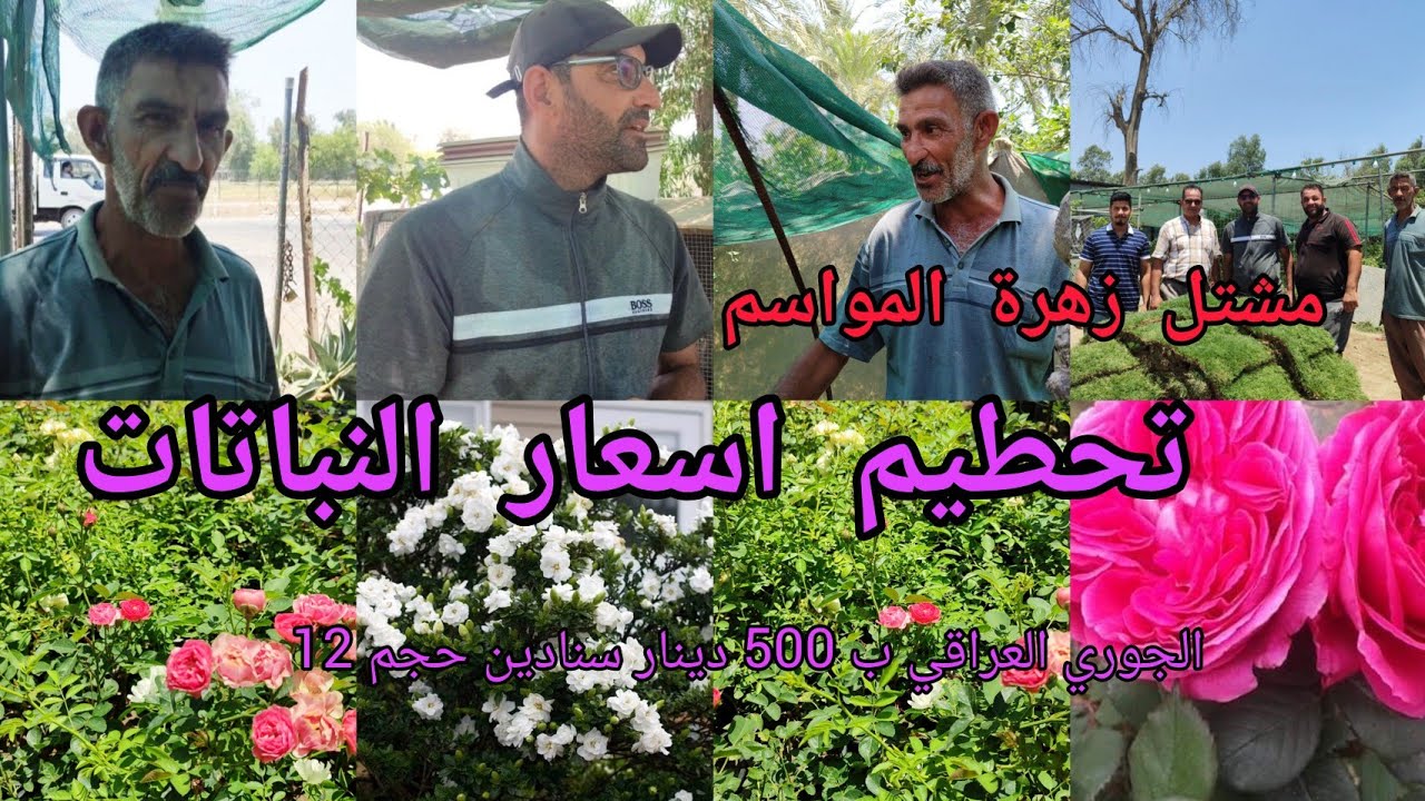 مشتل زهرة المواسم للقضاء على المستورد تحطيم اسعار مختلف أنواع النباتات انتاج عراقي 🇮🇶 100%  بغداد