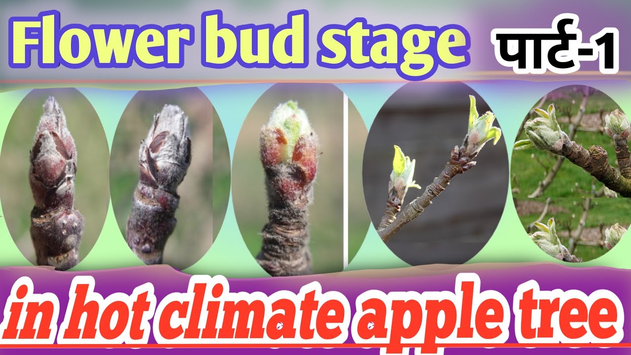 flowering bud stage in hot climate apple 🍎 tree? What month do apple tree blossom?
