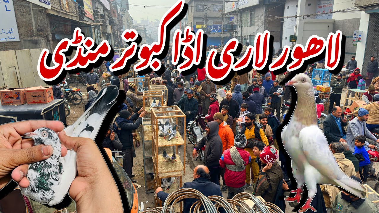 لاہور لاری اڈا کبوتر منڈی - Lahore Lari adda Kabootar Mandi Latest Update