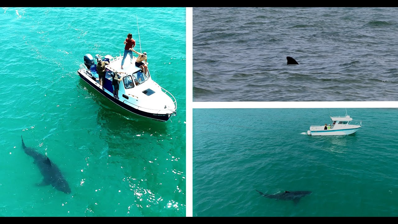 This is the largest Great White Shark I've Seen this Year & My Camera Catches a Fin from Shore.
