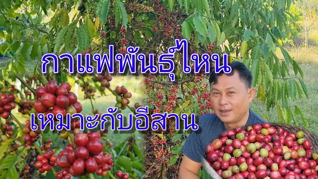ปลูกกาแฟพันธุ์ไหนดีในอีสาน