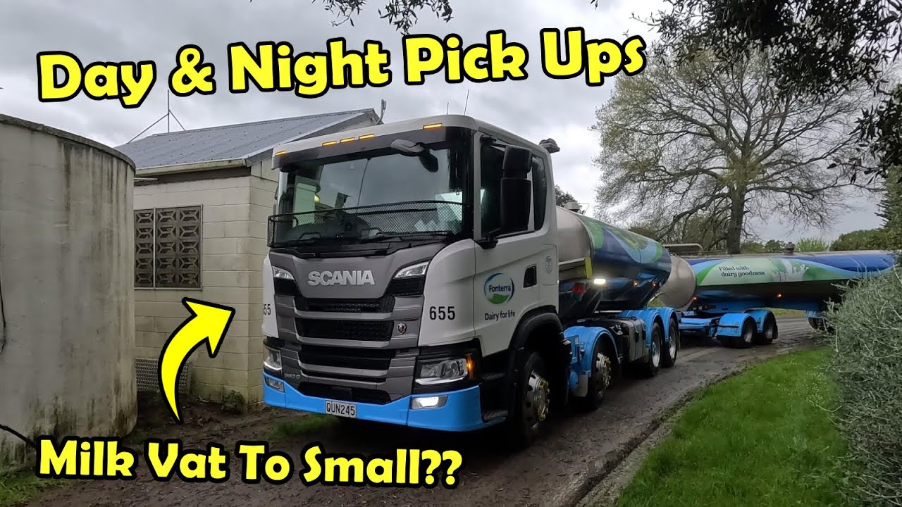 Перешёл на сбор молока дважды в день. Нужен чан побольше!