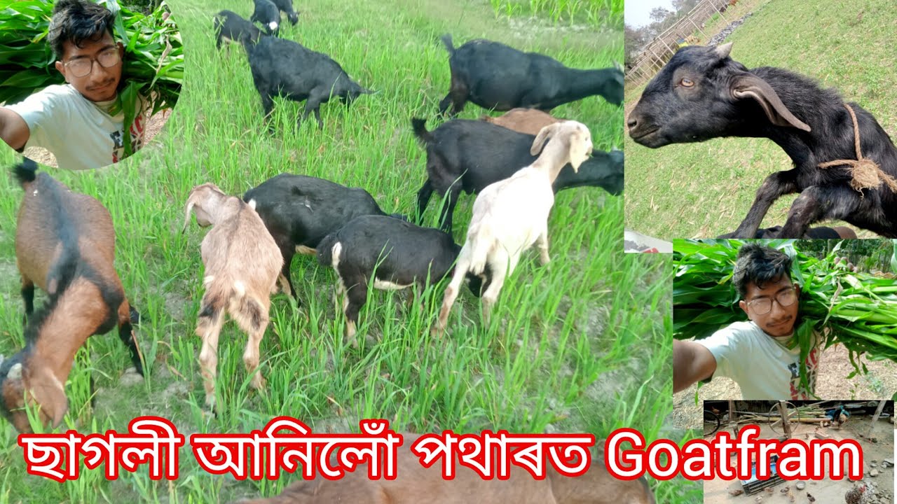 ছাগলী আনিলোঁ পথাৰত Goatfram #hirak111#goatfarming​ #goat #villagelife  #goatfarminassam #farming #18