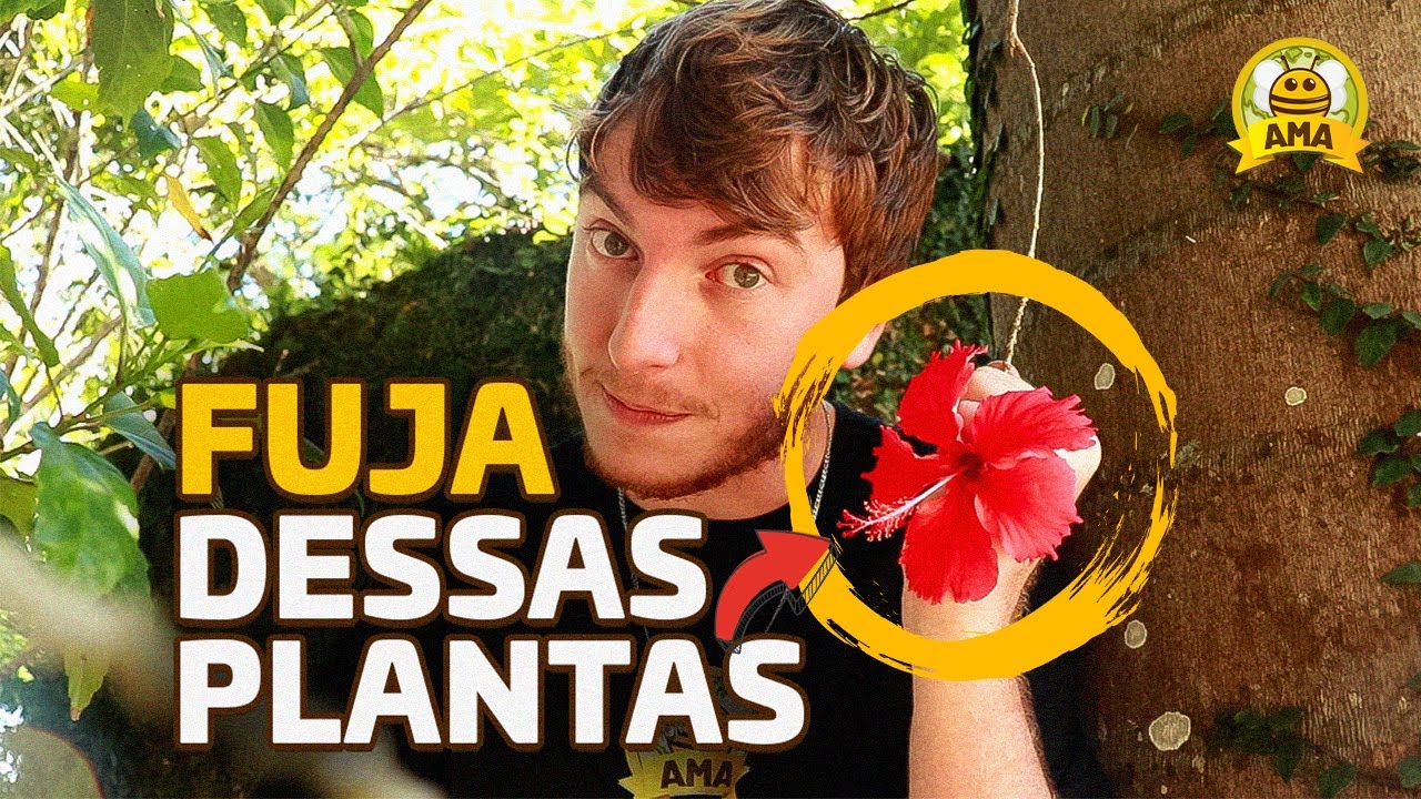 O MANUAL das MELHORES plantas para as Abelhas sem Ferrão!