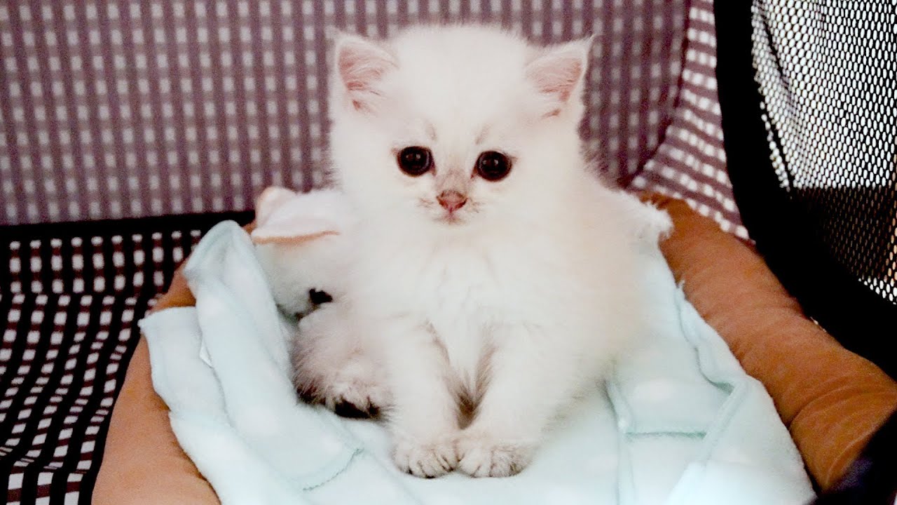 Kitten Leo is now in Lulu's family!
