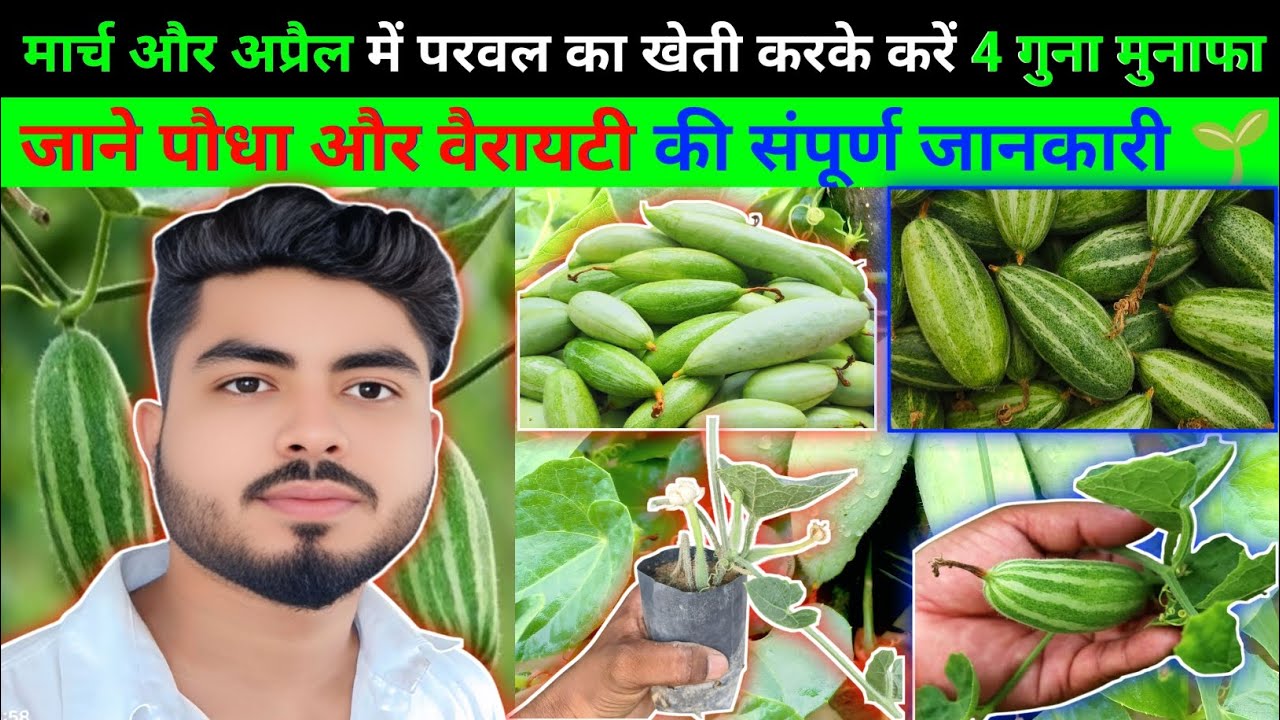 🌱मार्च और अप्रैल में करे परवल की खेती😲लगाएं अपने खेत में परवल का पौधा और अच्छा वैरायटी🤔Pointed gourd