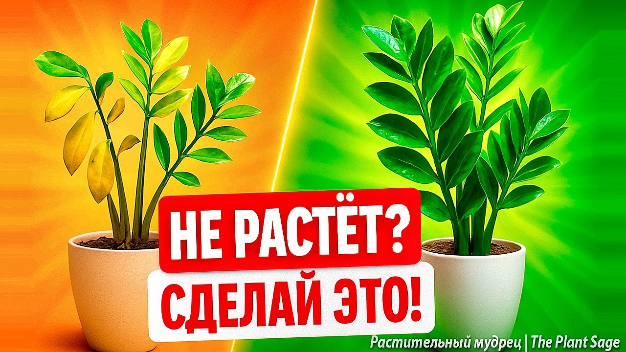 ВСЕГО 1 ПОДКОРМКА — И ЗАМИОКУЛЬКАС ОЖИЛ! 🌿 ЗАМИОКУЛЬКАС УДОБРЕНИЕ В ДОМАШНИХ УСЛОВИЯХ