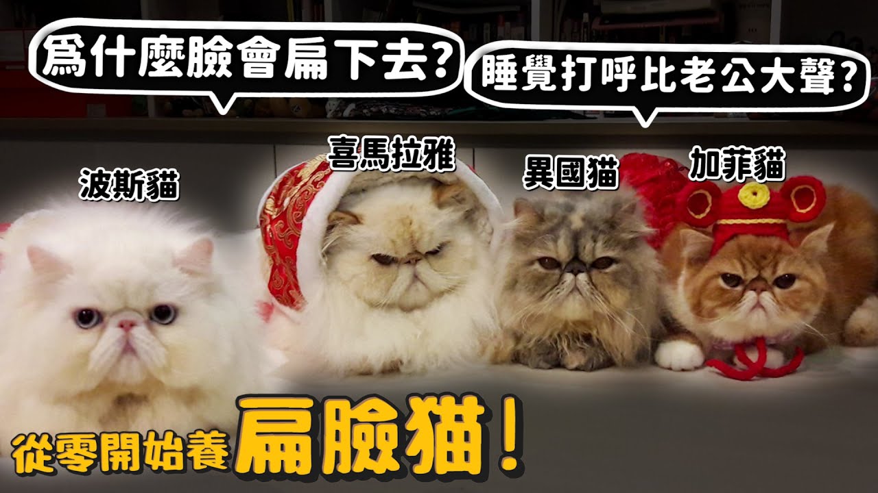 【從零開始養】扁臉貓!波斯貓?加菲貓?扁臉貓居然這麼多種?睡覺跟人一樣會打呼?超會流淚?有基因缺陷嗎?【許伯簡芝】Persian cat