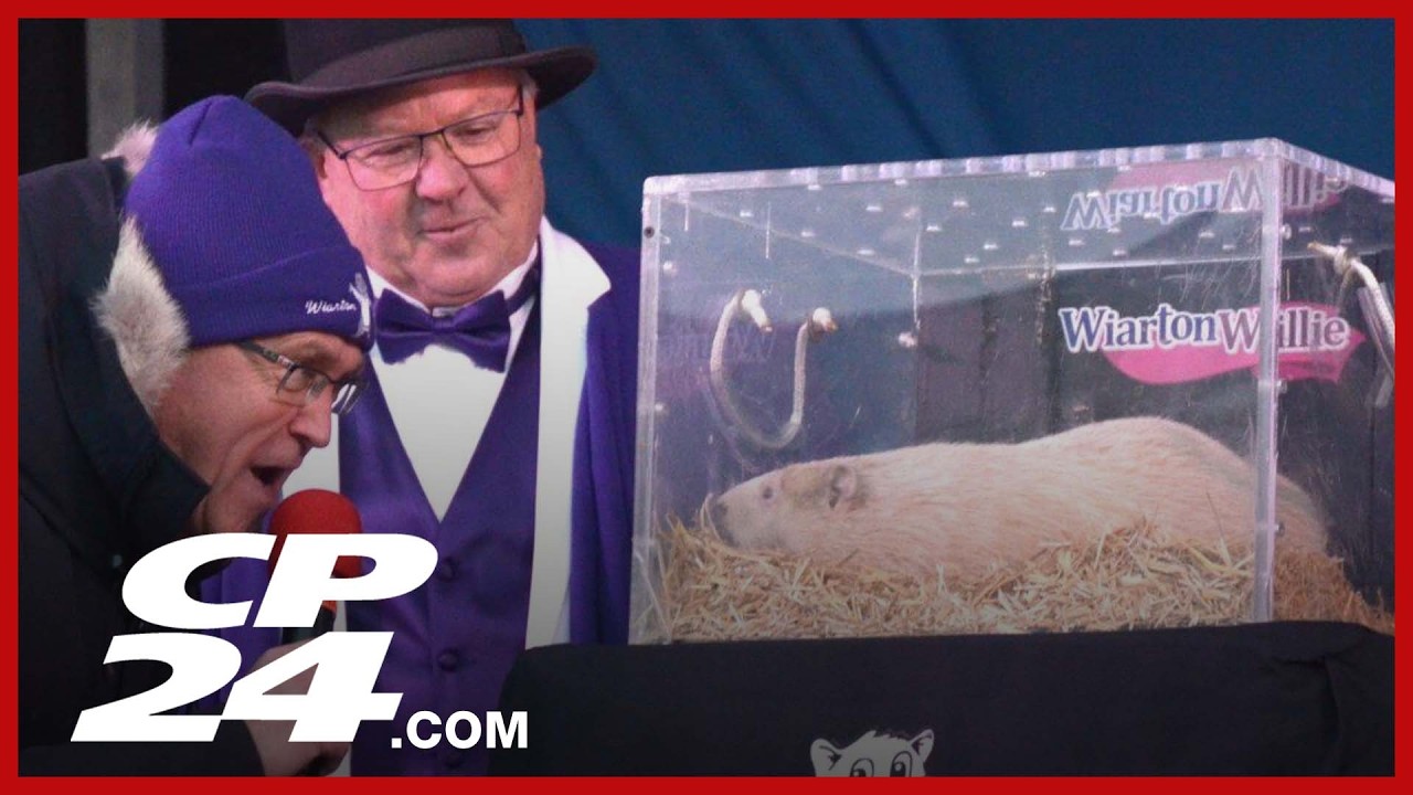 Умер легендарный альбиносный сурок Онтарио по кличке «Уиартон Вилли».