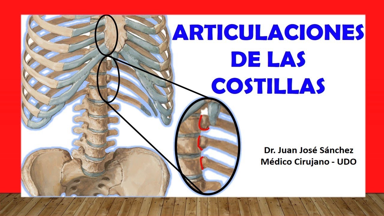 🥇 ARTICULACIONES DE LAS COSTILLAS, Rápida, Fácil y Sencilla