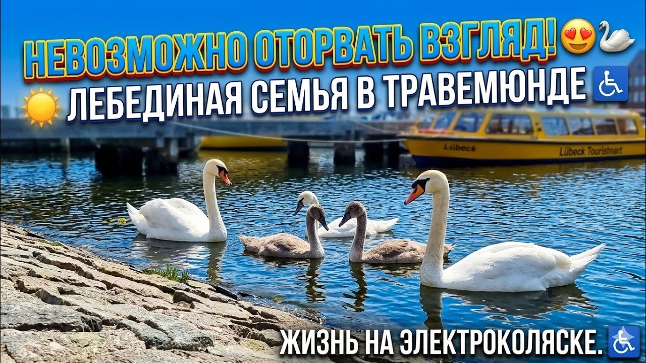 Невозможно оторвать взгляд лебеди на воде.