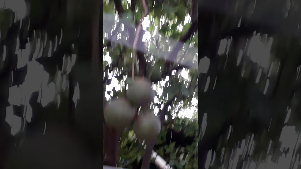 #show #vrial laranja p&eacute; de #laranjas
