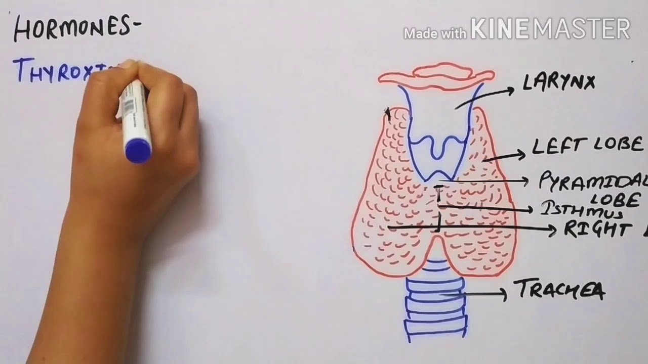 Thyroid gland and its hormone (in hindi) || Biosynthesis of thyroid hormones|| Eduluminescence