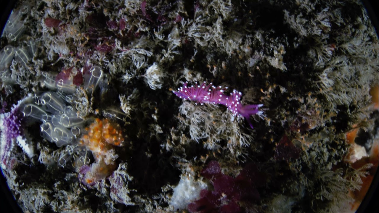 Diving   Carlingford Loughand Clogherhead
