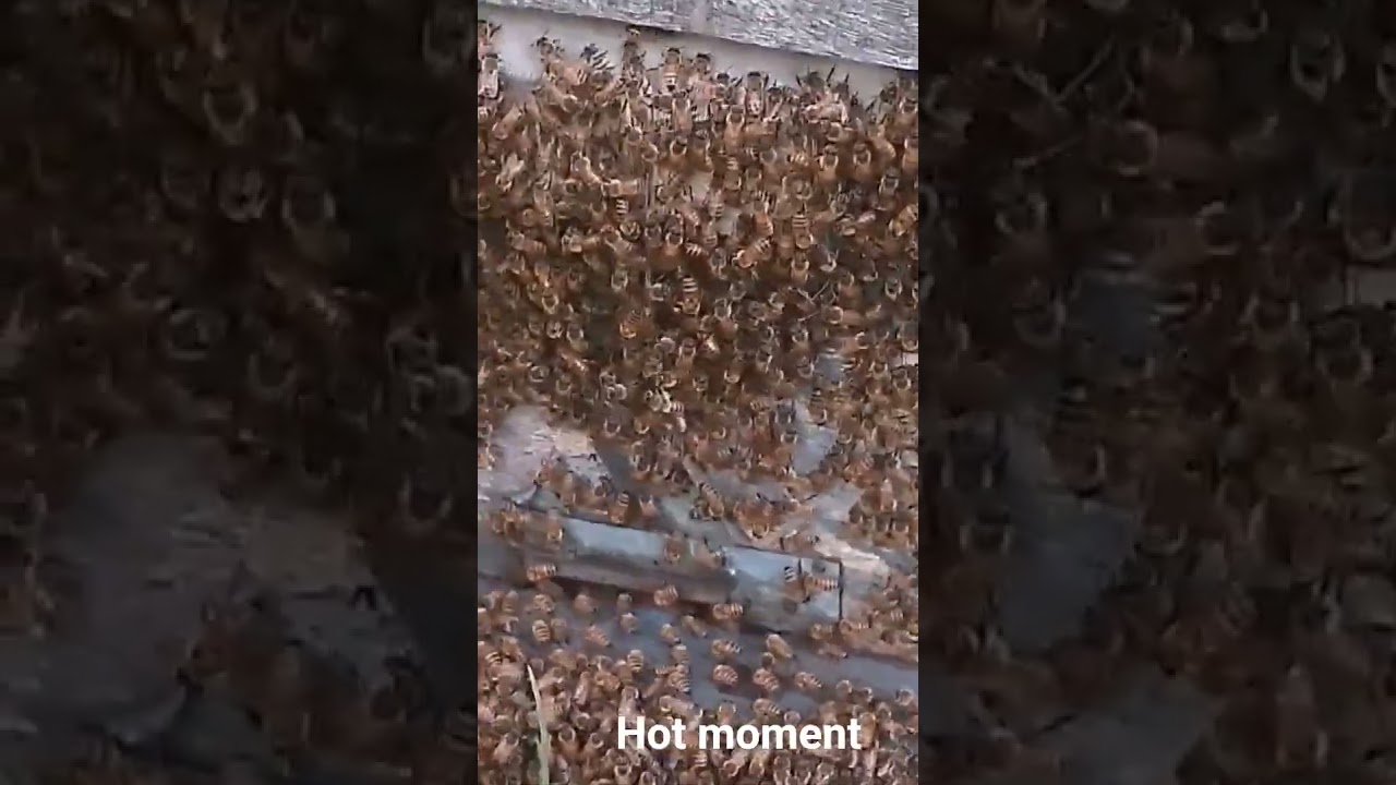 honey bee gone wrong #bee #beefeater #honeybeedance #beekeeping #honey #honeybeesting #farming