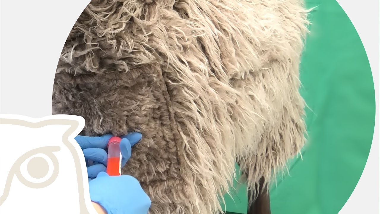 CSL: Die Blutentnahme beim Schaf an der Vena cava cranialis