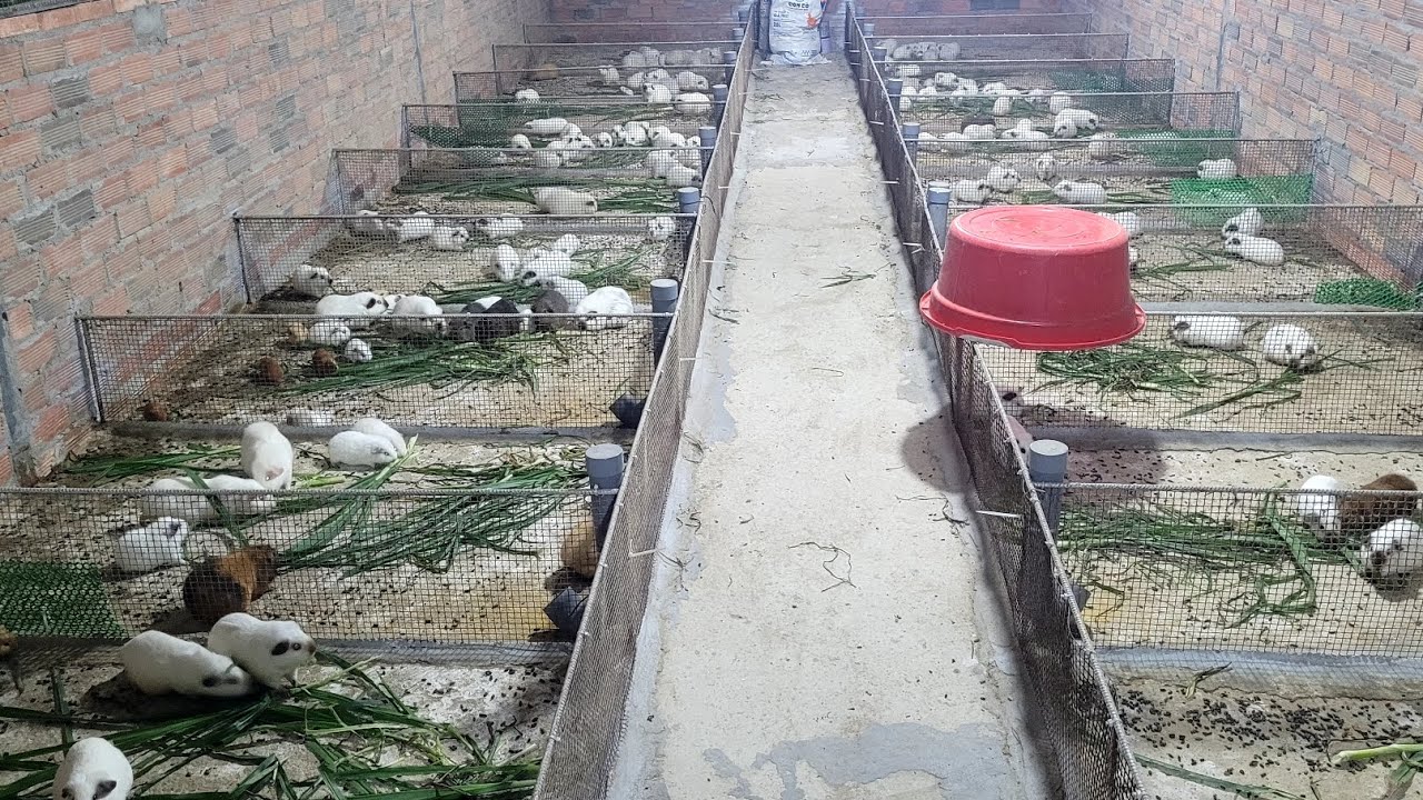 Bán bọ mỹ giống, cali , ame , bao ship khi mua trên 3 cặp . 