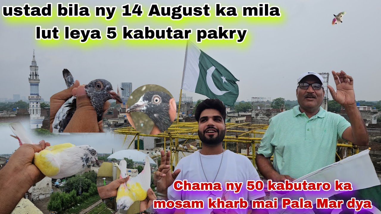 14 August ka ustad bila ny 5 kabutar pakry chama ny joro wali madi pakri kal ki ruli😯