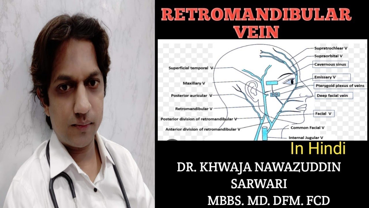 Retromandibular vein | In Hindi | Anatomy | Internal jugular vein | MBBS | @Doctors Corner